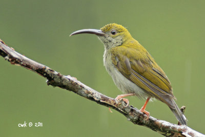 Arachnothera affinis - Grey-breasted Spiderhunter