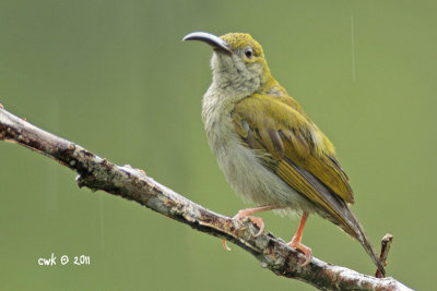 Arachnothera affinis - Grey-breasted Spiderhunter