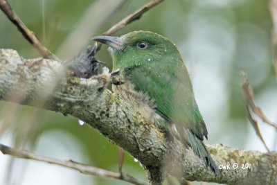 Nyctyornis amictus - Red-bearded Bee-eater