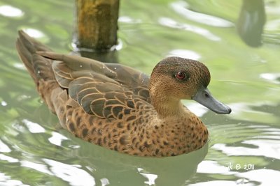 IMG_7451.jpg