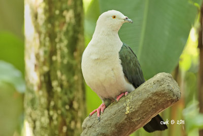 Ducula aenea - Green Imperial Pigeon