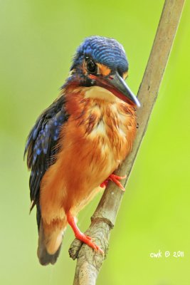 IMG_7229.jpg