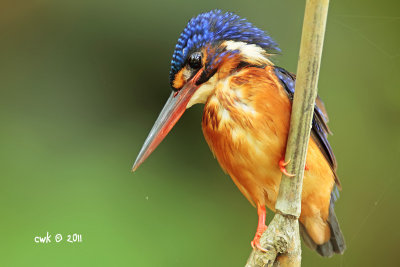 Alcedo meninting coltarti - Blue-eared Kingfisher