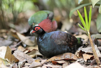 Rollulus rouloul - Crested Wood Partridge (270)