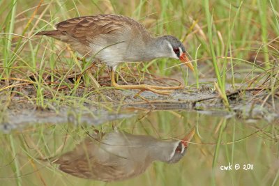 Porzana cinerea - White-browed Crake