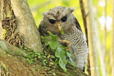 Bubo sumatranus - Barred Eagle Owl