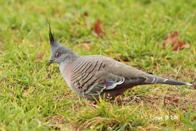 Ocyphaps lophotes - Crested Pigeon