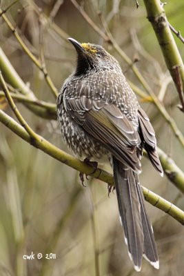 Anthochaera lunulata - Western Wattlebird