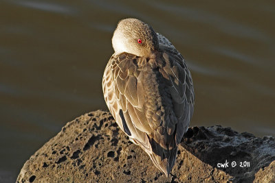 Anas castanea - Chestnut Teal