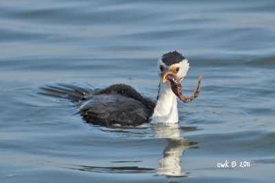 Microcarbo melanoleucos - Little Pied Cormorant