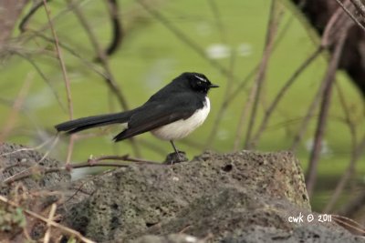 Rhipidura leucophrys - Willie (or Willy) Wagtail