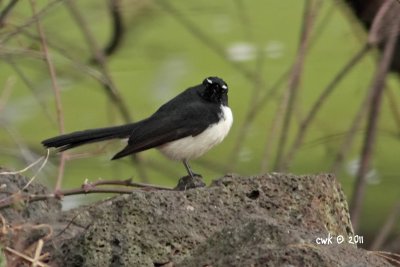 Rhipidura leucophrys - Willie (or Willy) Wagtail