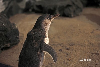 Eudyptula minor - Little Penguin
