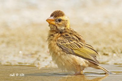 Ploceus philippinus - Baya Weaver