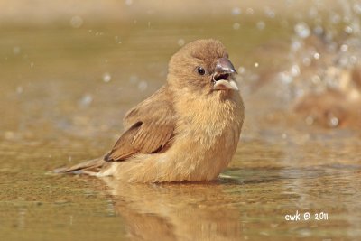 Lonchura punctulata - Scaly Breasted Munia