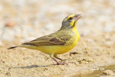 Serinus mozambicus - Yellow-fronted Canary
