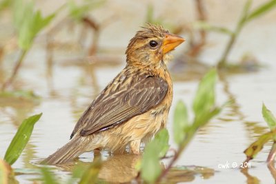 Ploceus manyar - Streaked Weaver
