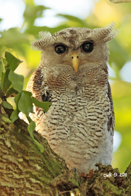 Bubo sumatranus - Barred Eagle Owl