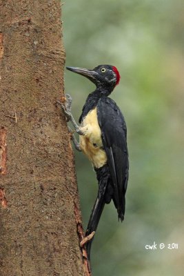 Dryocopus javensis - White-bellied Woodpecker
