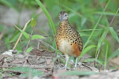 Turnix suscitator - Barred Buttonquail