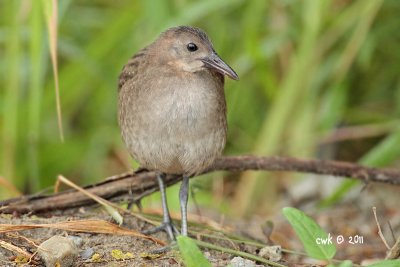 Gallirallus striatus - Slaty-breasted Rail