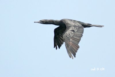 Phalacrocorax sulcirostris - Little Black Cormorant
