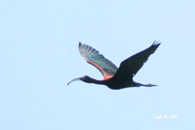 Plegadis falcinellus - Glossy Ibis