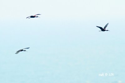 Plegadis falcinellus - Glossy Ibis
