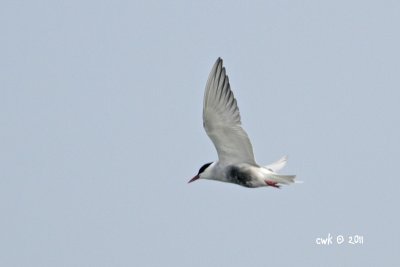 IMG_1011.jpg