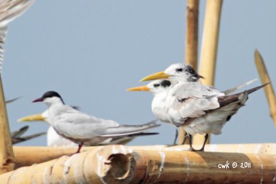 Sterna bengalensis - Lesser Crested Tern