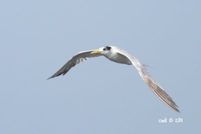 Sterna bergii - Great Crested Tern