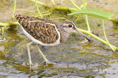 Rostratala benghalensis - Greater Painted Snipe