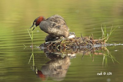 Tachybaptus raticollis - Little Grebe