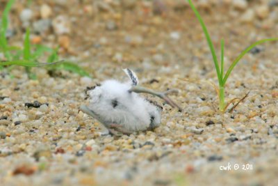 Charadius peronii - Malaysian Plover