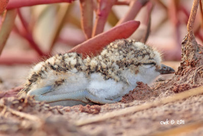 Javan Plover Nesting 2011