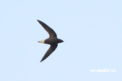 Hirundapus giganteus giganteus - Brown-backed Needletail