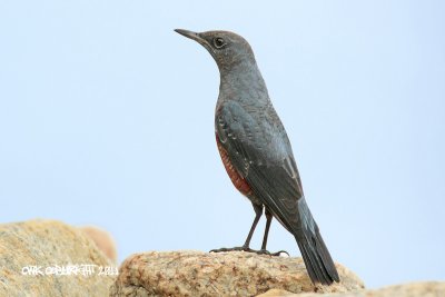 Monticola solitarius philippensis - Blue Rock Thrush