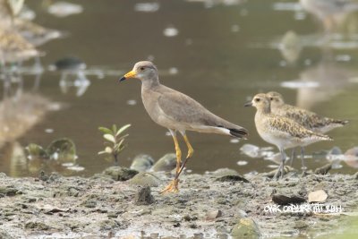 Vanellus cinereus - Grey-headed Lapwing