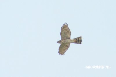 Accipiter gularis - Japanese Sparrowhawk