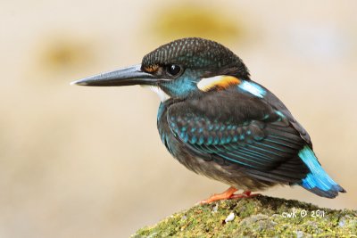 Alcedo euryzona - Blue banded Kingfisher