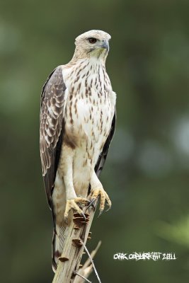 Spizaetus cirrhatus - Changeable Hawk Eagle