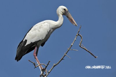Anastomus oscitans - Asian Openbill Stork