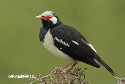 Gracupica contra - Asian Pied Starling