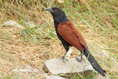 IMG_7812.jpg