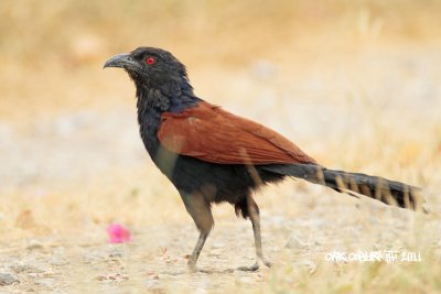 Centropus sinensis - Greater Coucal