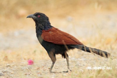 Centropus sinensis - Greater Coucal