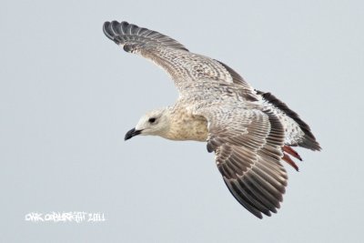 IMG_8156.jpg