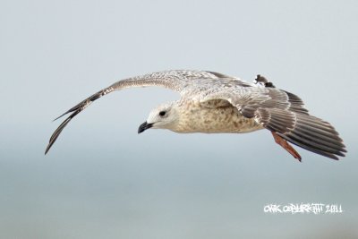 IMG_8160.jpg