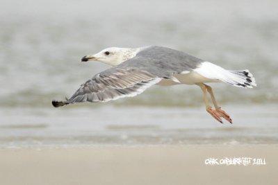 IMG_8205.jpg