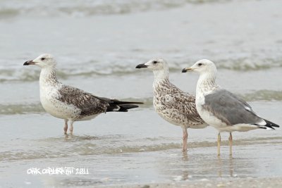 IMG_8238.jpg